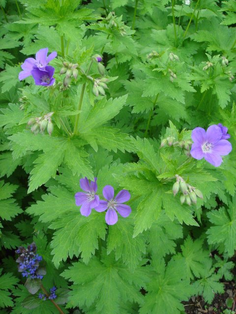 Geranium sylvaticum 'Mayflower'